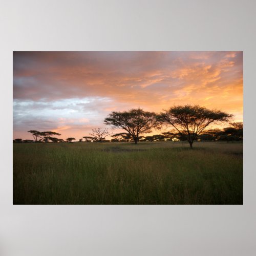 Serengeti Sunset Poster