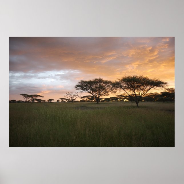 Serengeti Sunset Poster (Front)