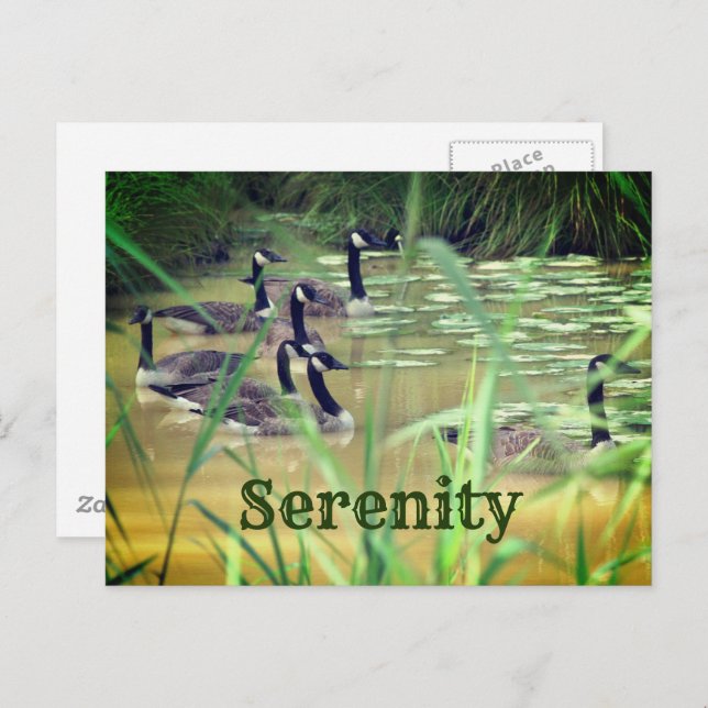 Serenity Canada Geese Inspirational   Postcard (Front/Back)