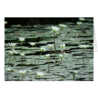 Serenity Cards