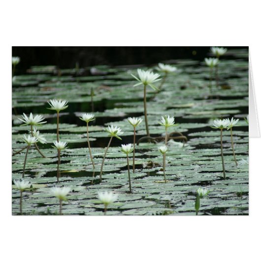 Serenity Cards (Front Horizontal)