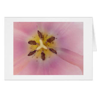 Serenity Cards