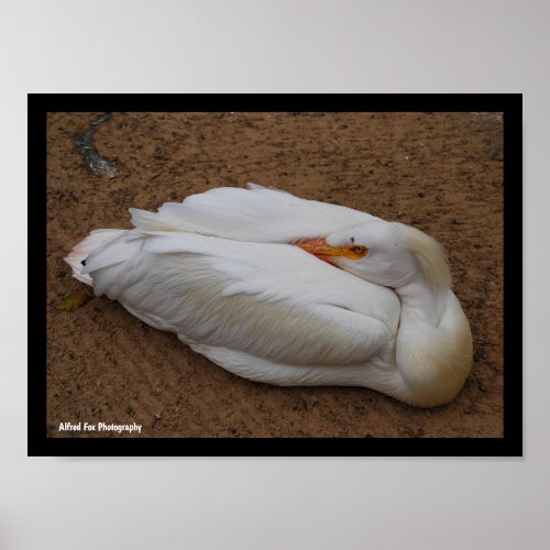 Serenity in White Poster