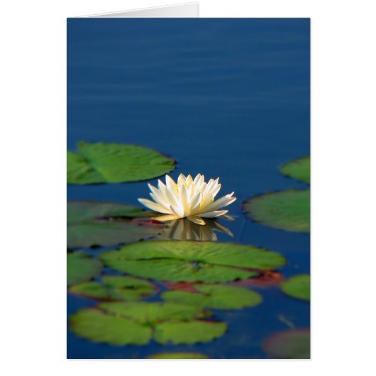 Serenity Water Lily (Front)