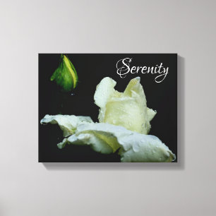 Serenity White Rosebud Inspirational Words Canvas Print