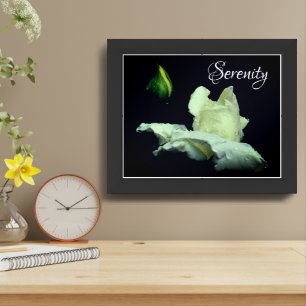 Serenity White Rosebud Inspirational Words Framed Art