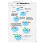 Serial Endosymbiosis Theory mitochondria plastids (Front)
