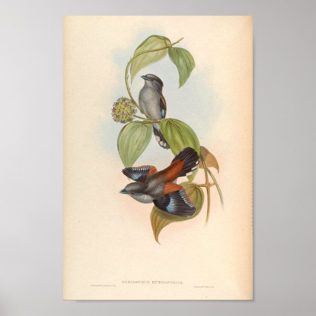 Serilophus Rubropygius Vintage Bird Of Asia Poster (Front)