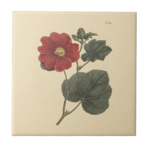 Seringapatam Hollyhock Botanical Illustration Ceramic Tile