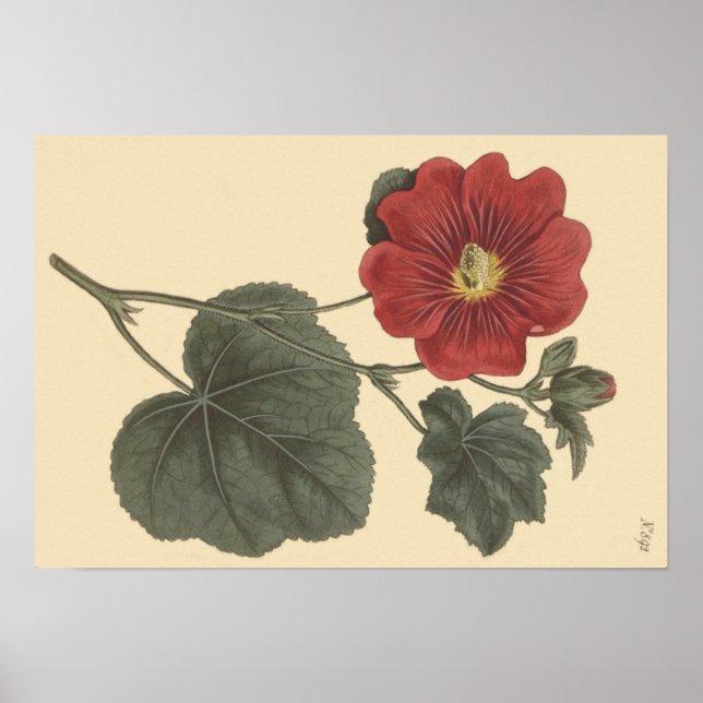 Seringapatam Hollyhock Botanical Illustration Poster (Front)