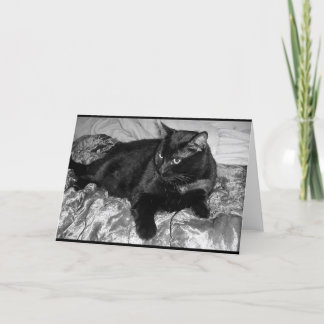 Serious Black Cat Card