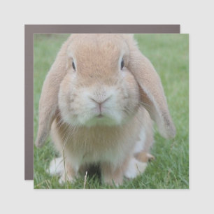 serious bunny photo car magnet
