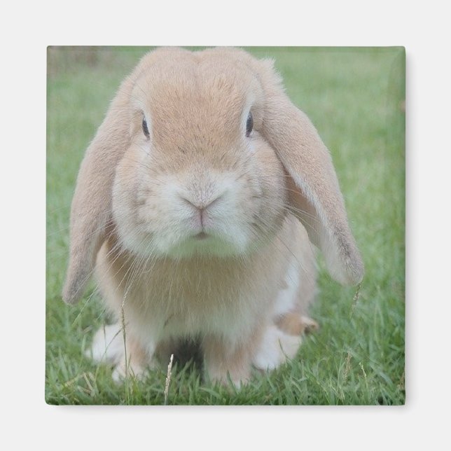 Serious bunny photo magnet (Front)