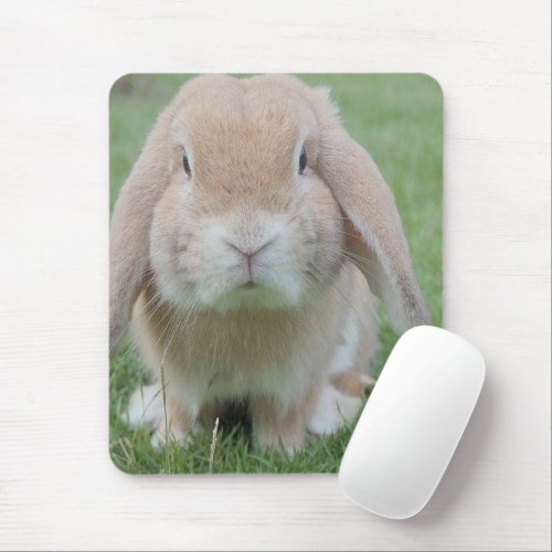 serious bunny photo mouse pad