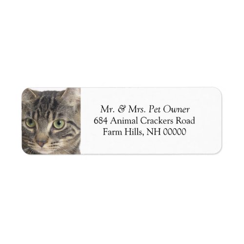 Serious Cat Close Up Return Address Labels Sticker