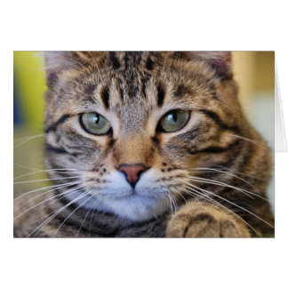 Serious Green-Eyed Tabby Cat Cards