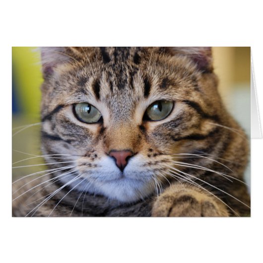 Serious Green-Eyed Tabby Cat Cards (Front Horizontal)