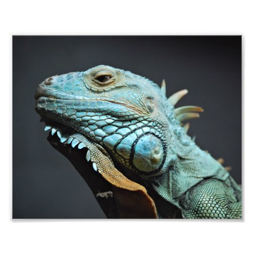 Serious Iguana Portrait Photo Print