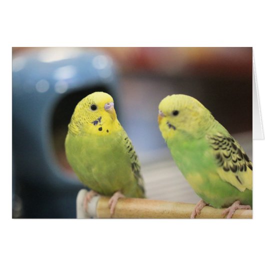 Serious keets cards (Front Horizontal)