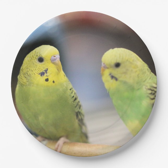 Serious keets  paper plates (Front)