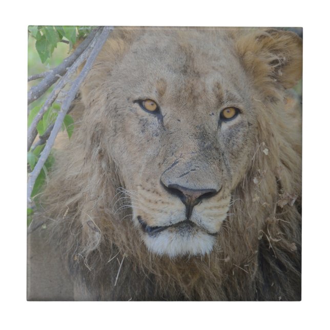 Serious Lion Stare Ceramic Tile (Front)