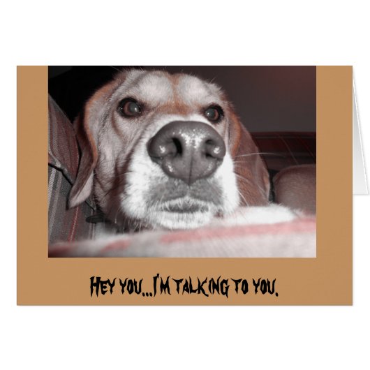 Serious pup (Front Horizontal)