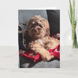 SERIOUS PUP SAYS "HAPPY BIRTHDAY" HOLIDAY CARD