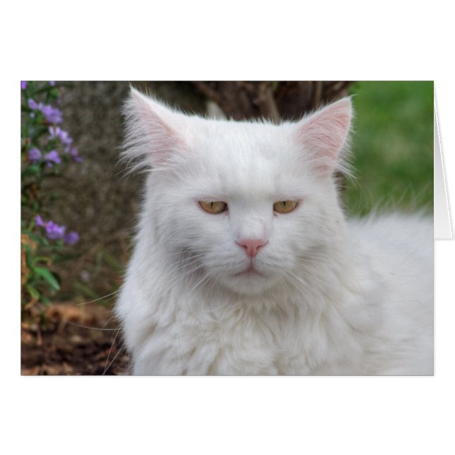 Serious White Cat Cards (Front Horizontal)