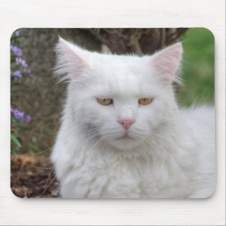 Serious White Cat Mouse Pad