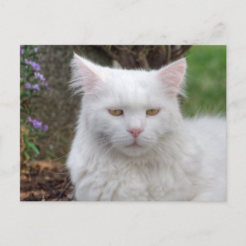 Serious White Cat Postcard