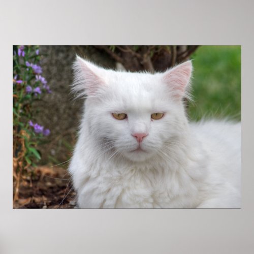 Serious White Cat Poster