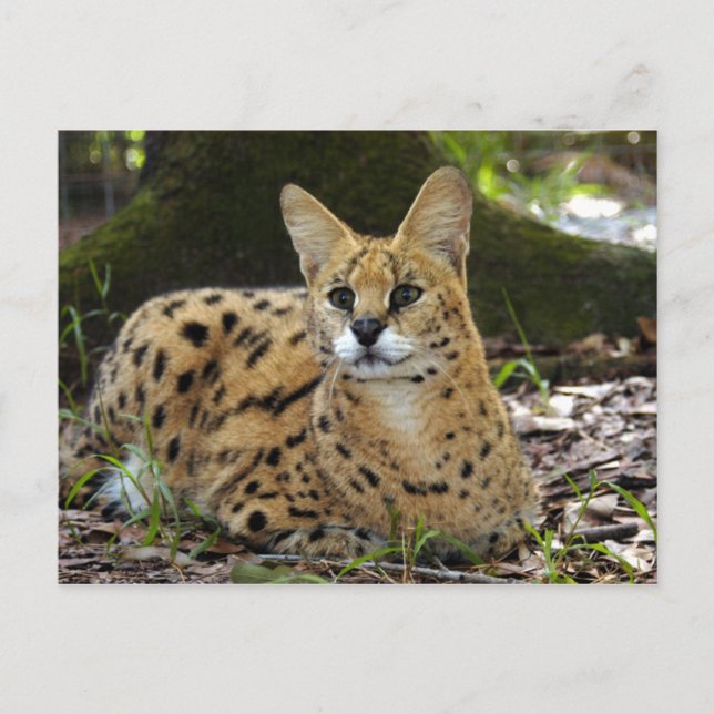 serval 015 postcard (Front)