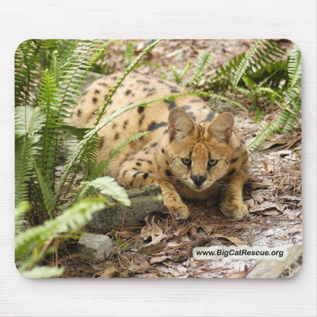 serval 019 copy mouse pad (Front)