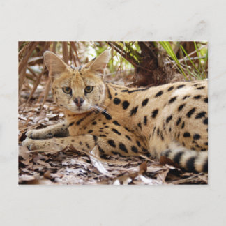 serval 025 postcard