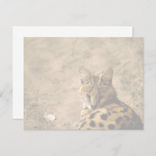 Serval cat (Front/Back)