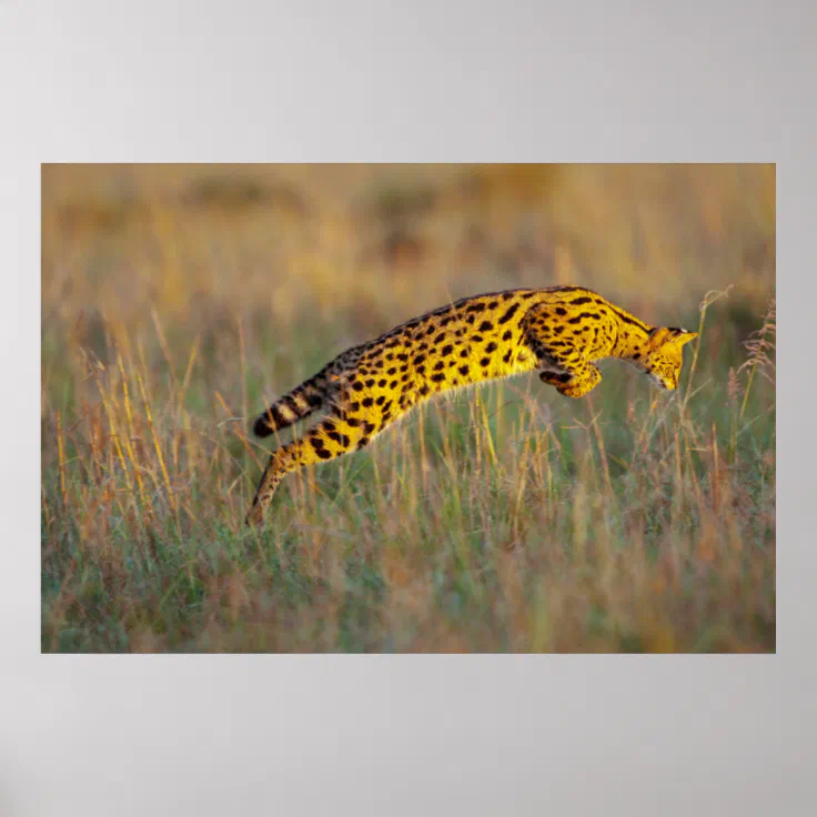 african serval jumping