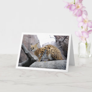 Serval Cat on Rock Card