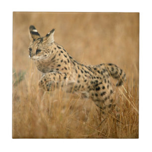 Serval (Leptailurus Serval) Jumping Ceramic Tile