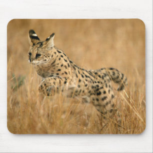 Serval (Leptailurus Serval) Jumping Mouse Pad