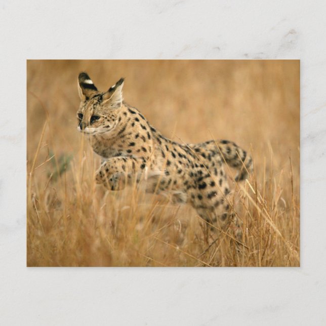 Serval (Leptailurus Serval) Jumping Postcard (Front)