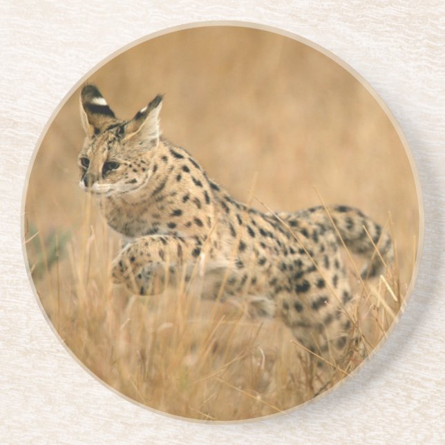 Serval (Leptailurus Serval) Jumping Sandstone Coaster (Front)