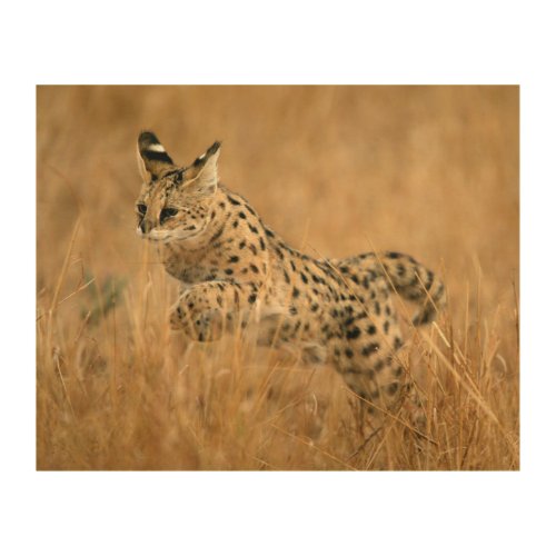 Serval Leptailurus Serval Jumping Wood Wall Art