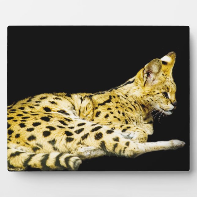 Serval  Plaque (Front)