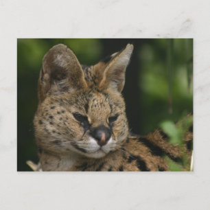 Serval Postcard