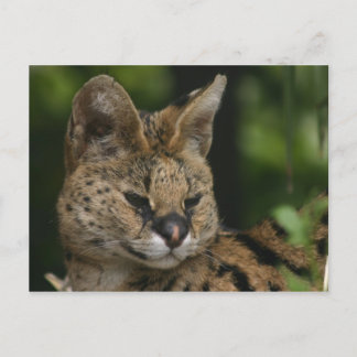 Serval Postcard