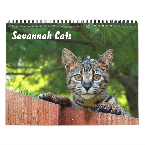 Serval Savannah Cat Calendar