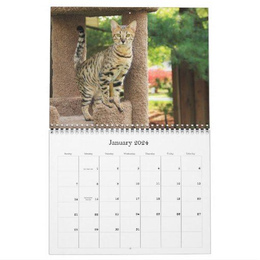 Serval Savannah Cat Calendar Zazzle