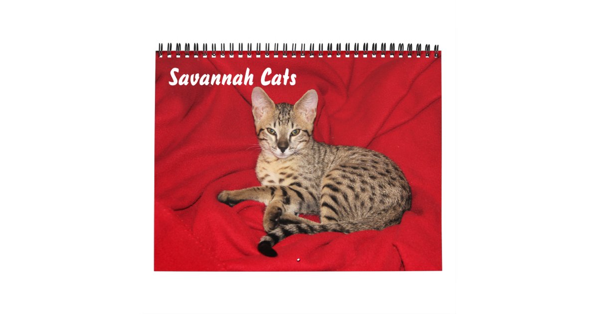 Serval Savannah Cat Calendar Zazzle