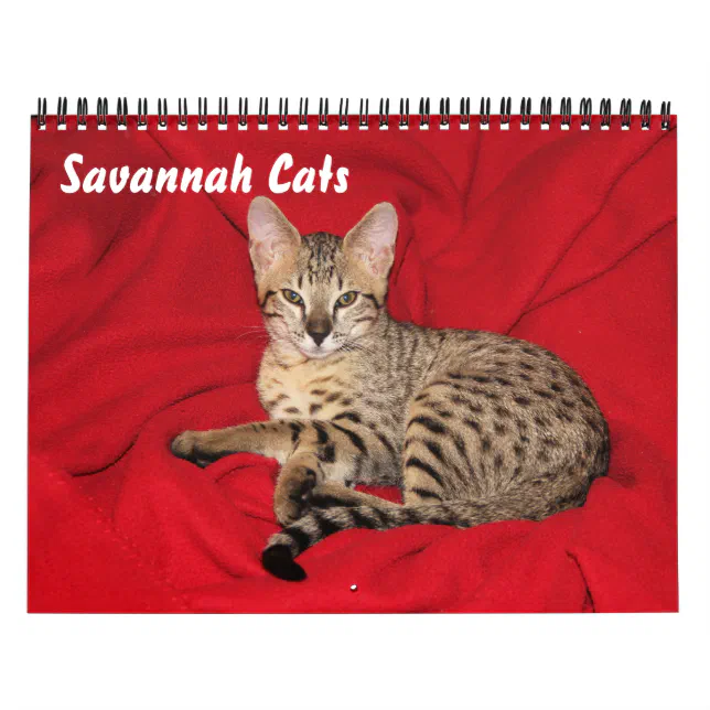 Serval Savannah Cat Calendar Zazzle