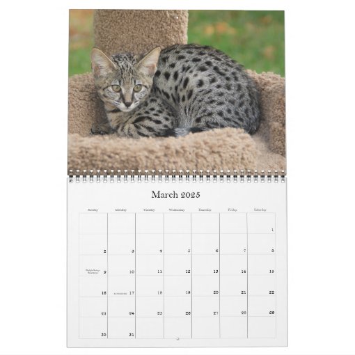 Serval Savannah Cat Calendar Zazzle